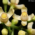 Xylocarpus moluccensis